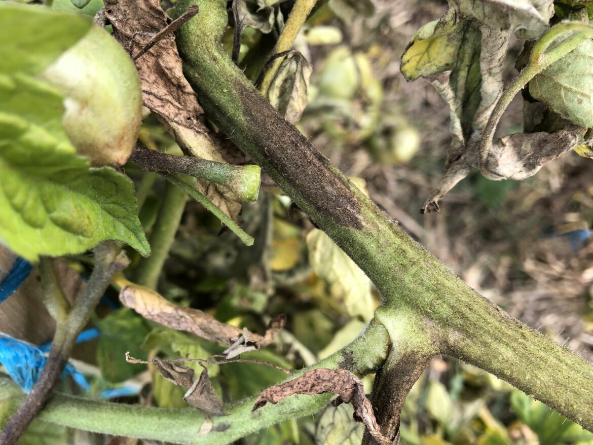 Comment soigner tomates qui ont mildiou ?