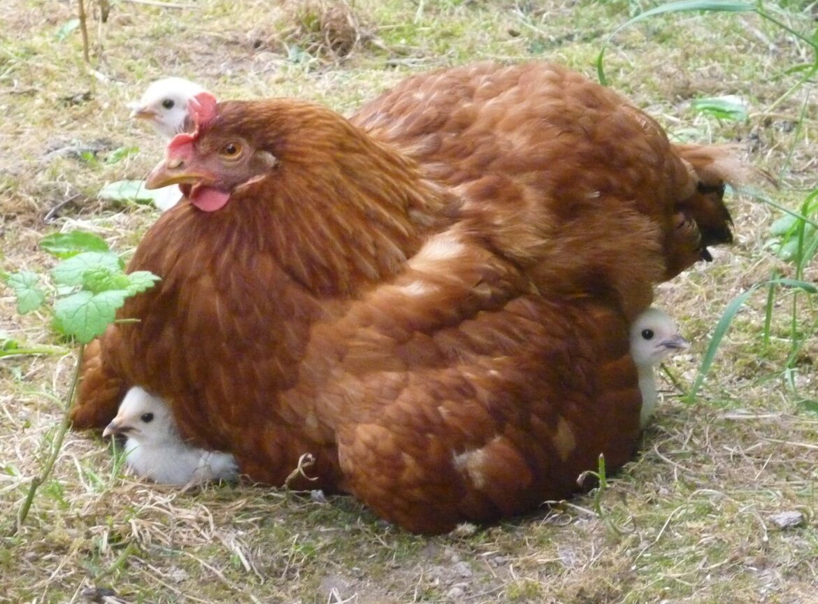 Comment sont les œufs de la poule Sussex ?