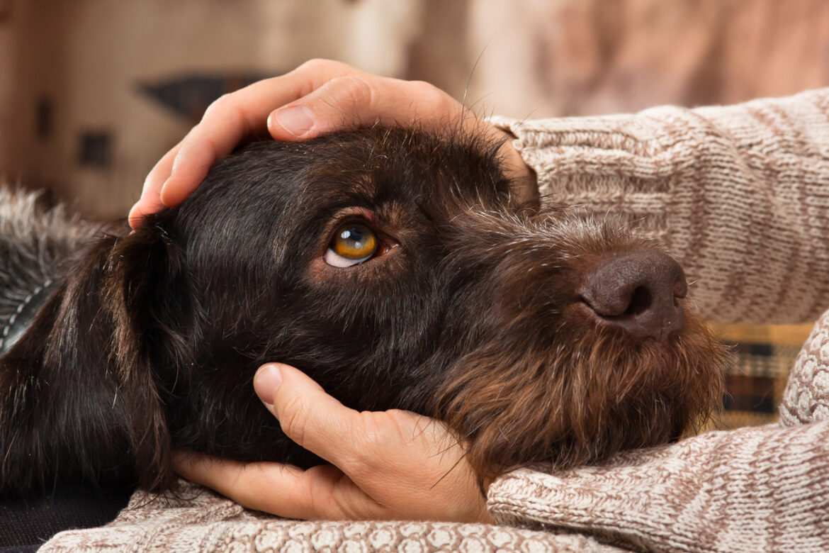 Comment soulager une dermatite chez le chien ?