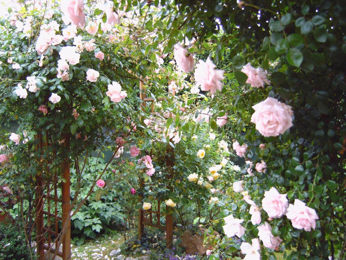Comment tailler des rosiers qui ont poussé trop haut ?
