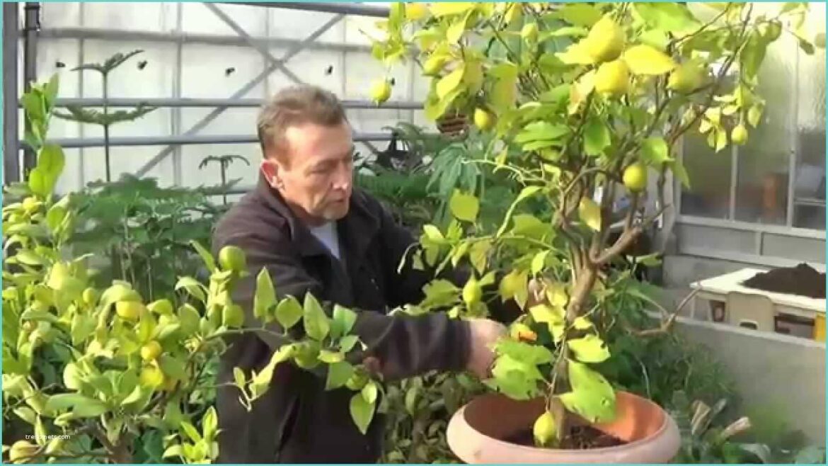 Comment tailler un jeune citronnier ?