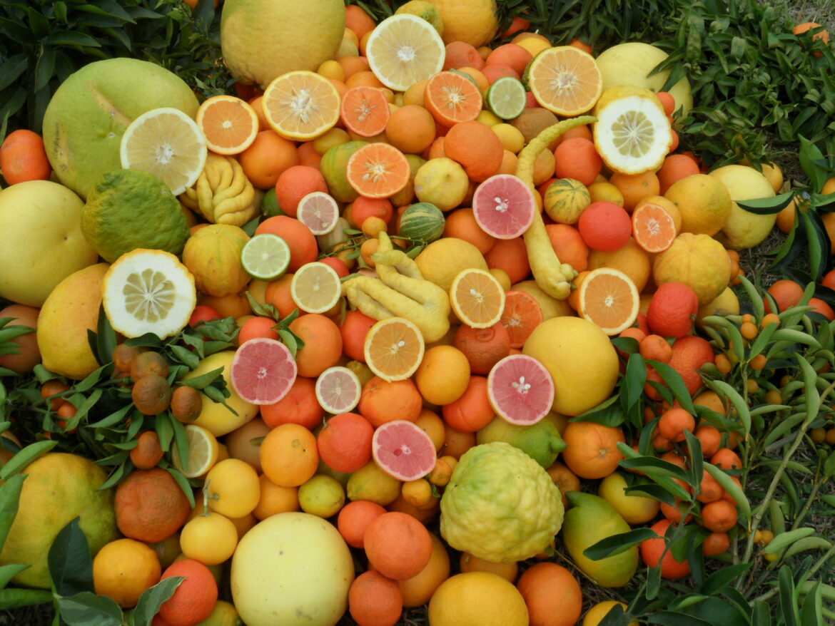 Comment traiter des agrumes ?