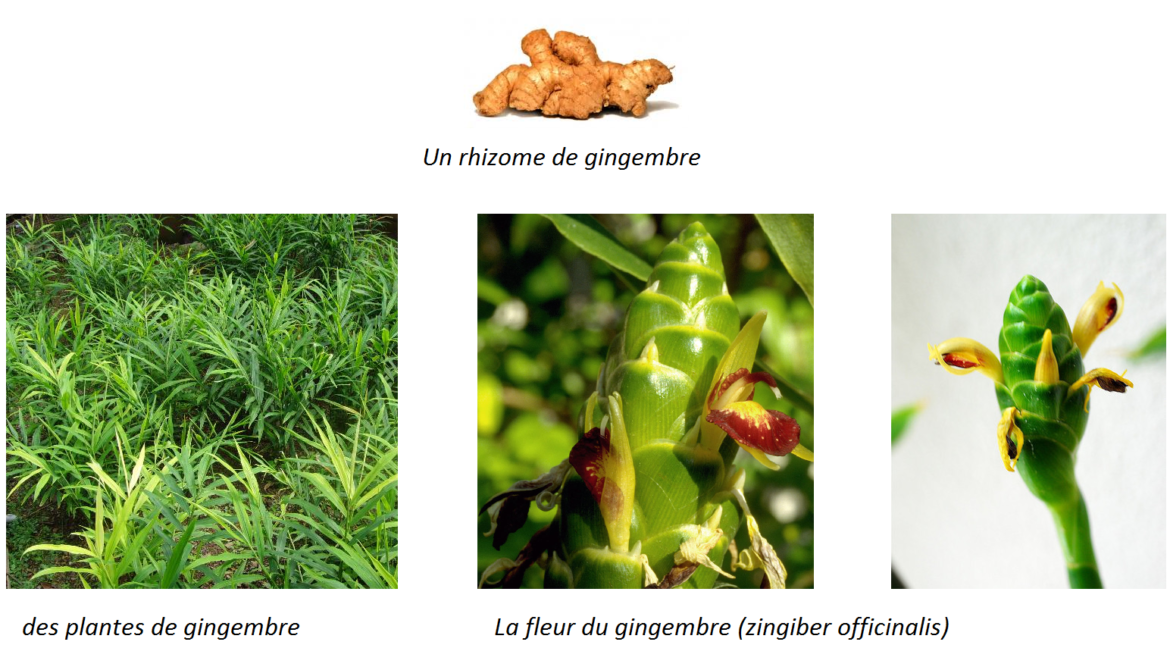 Comment trouver le nom d'une plante d'après une photo ?