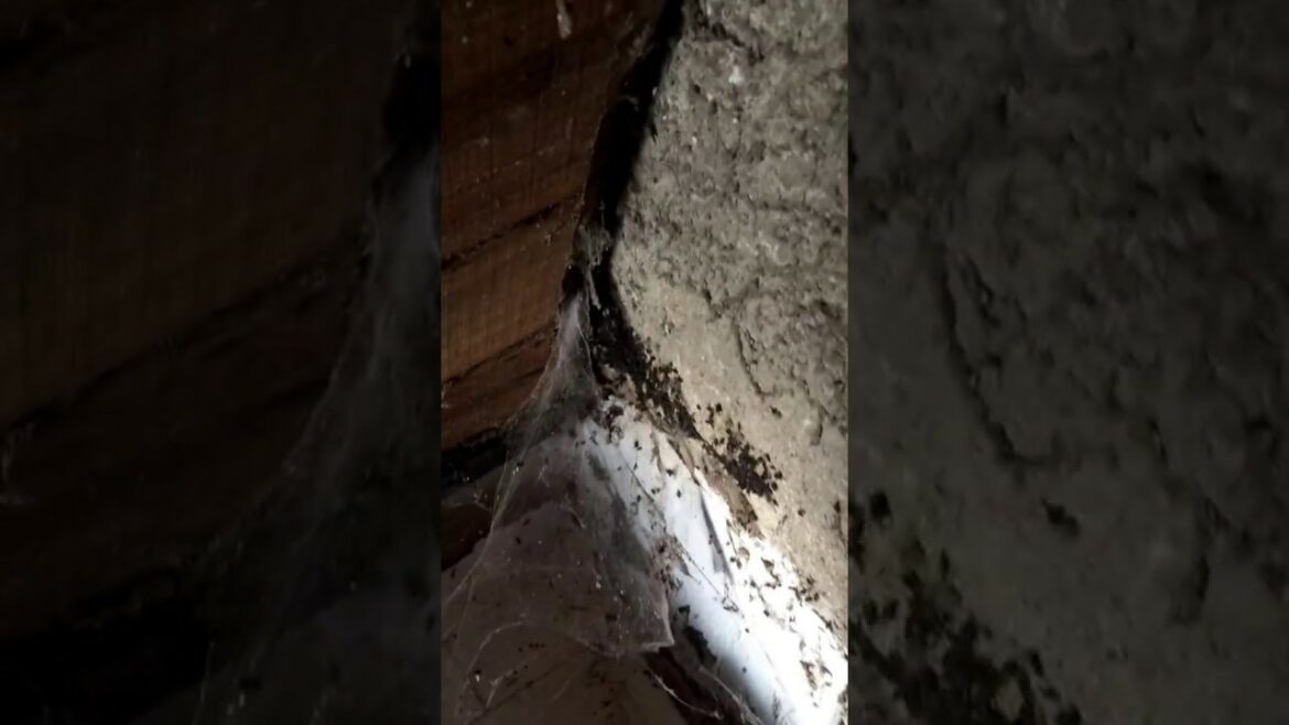 Comment trouver un nid de mouche dans la maison ?