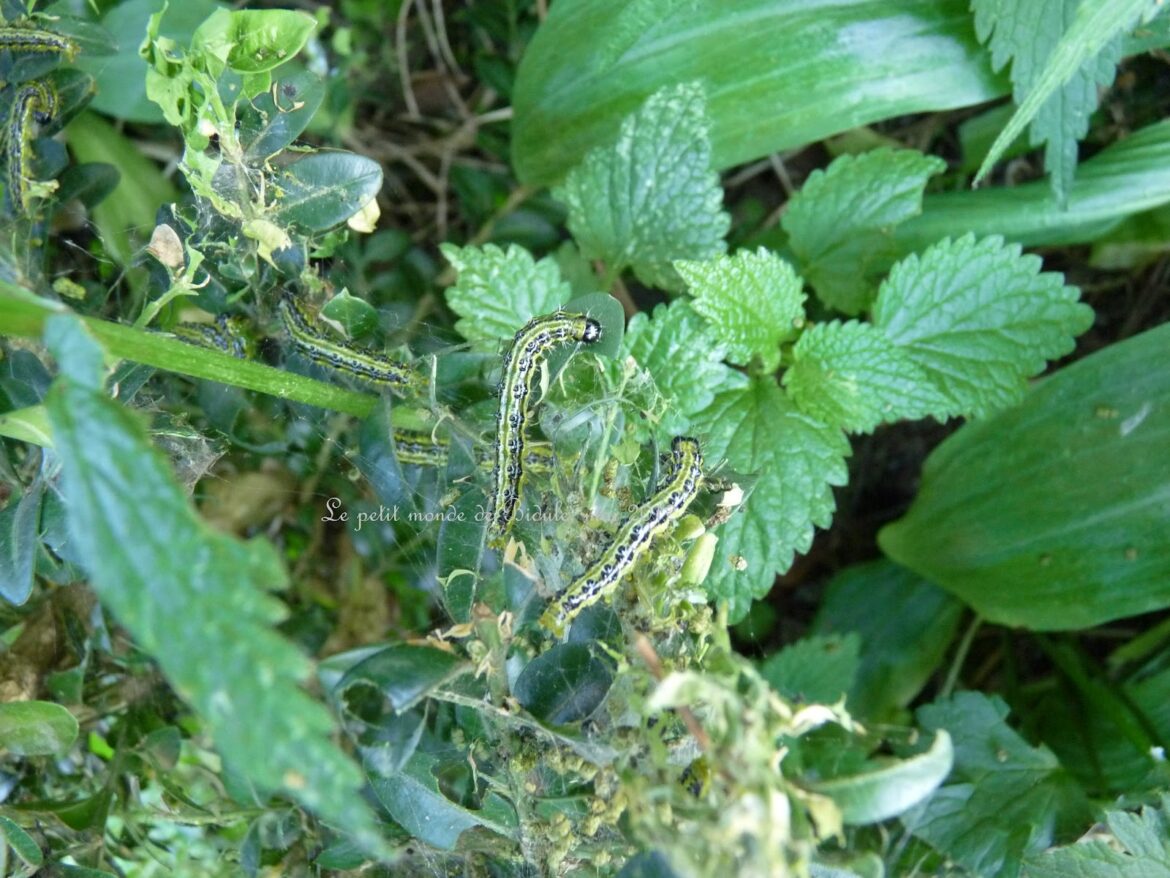Comment tuer des chenilles sur un buis ?