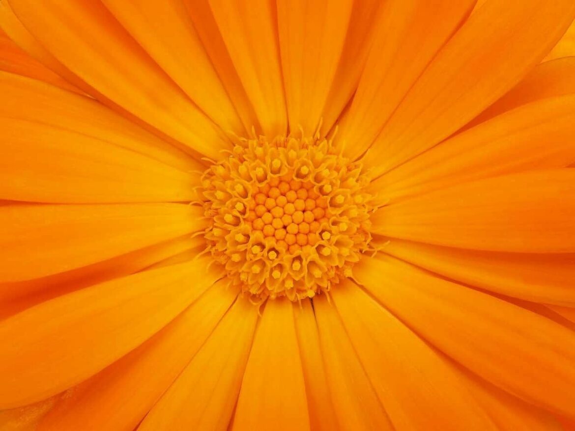 Comment utiliser la fleur de calendula ?