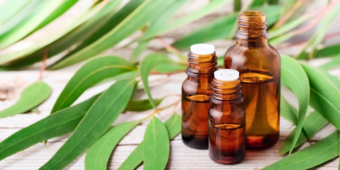 Comment utiliser l'eucalyptus ?