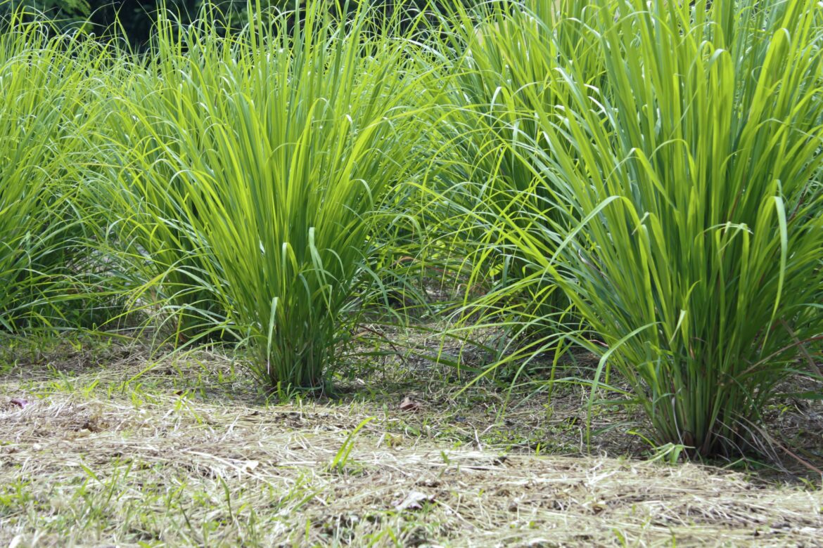 Est-ce que la citronnelle repousse les moustiques ?