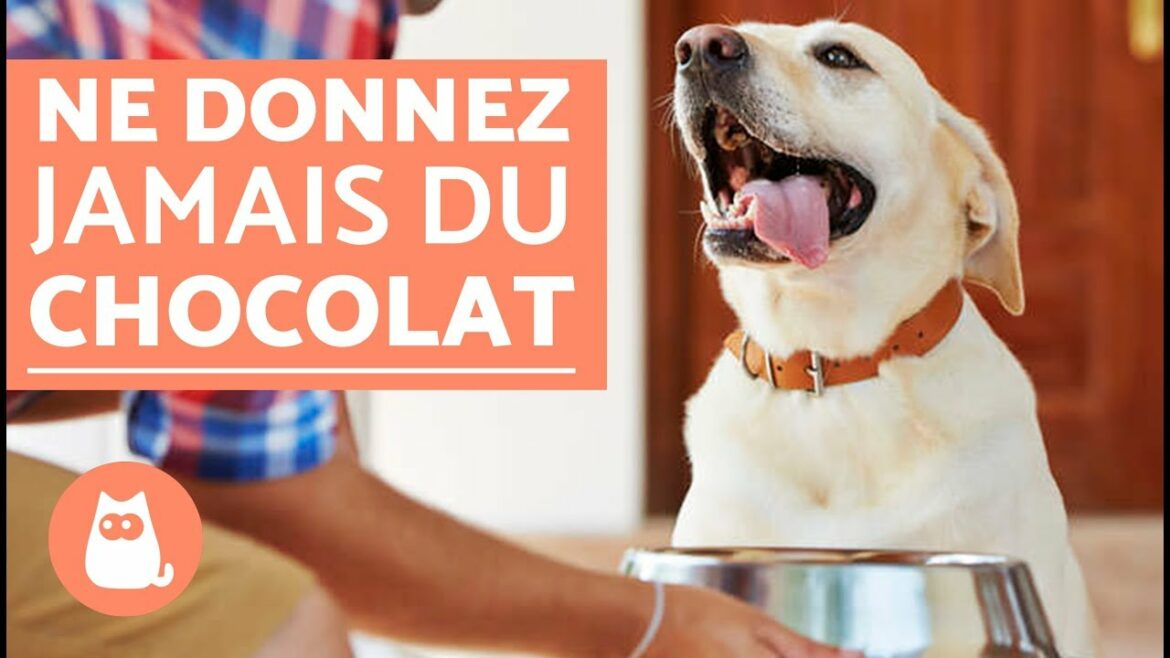 Est-ce que le chien peut manger du yaourt ?