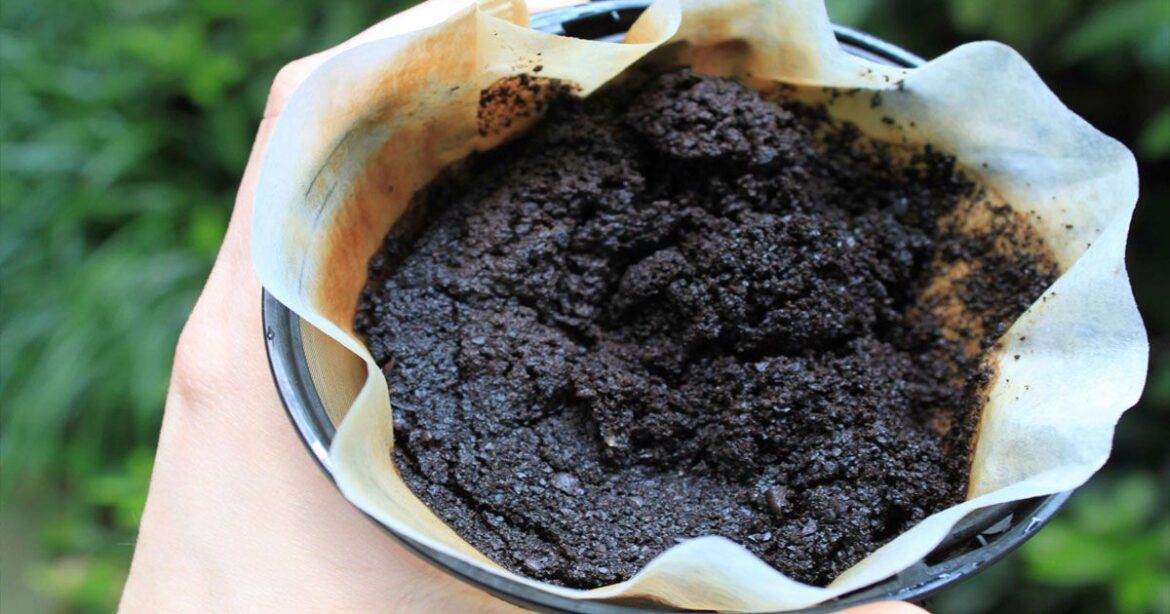 Est-ce que le marc de café est bon pour la terre ?