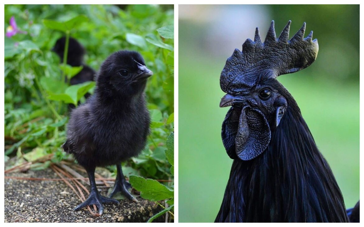 Est-ce que le noir et blanc c'est une couleur ?