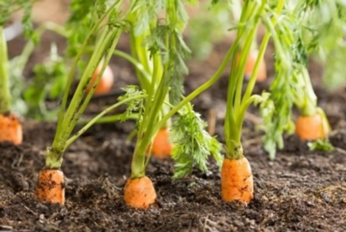 Est-ce que le poireau est un légume racine ?