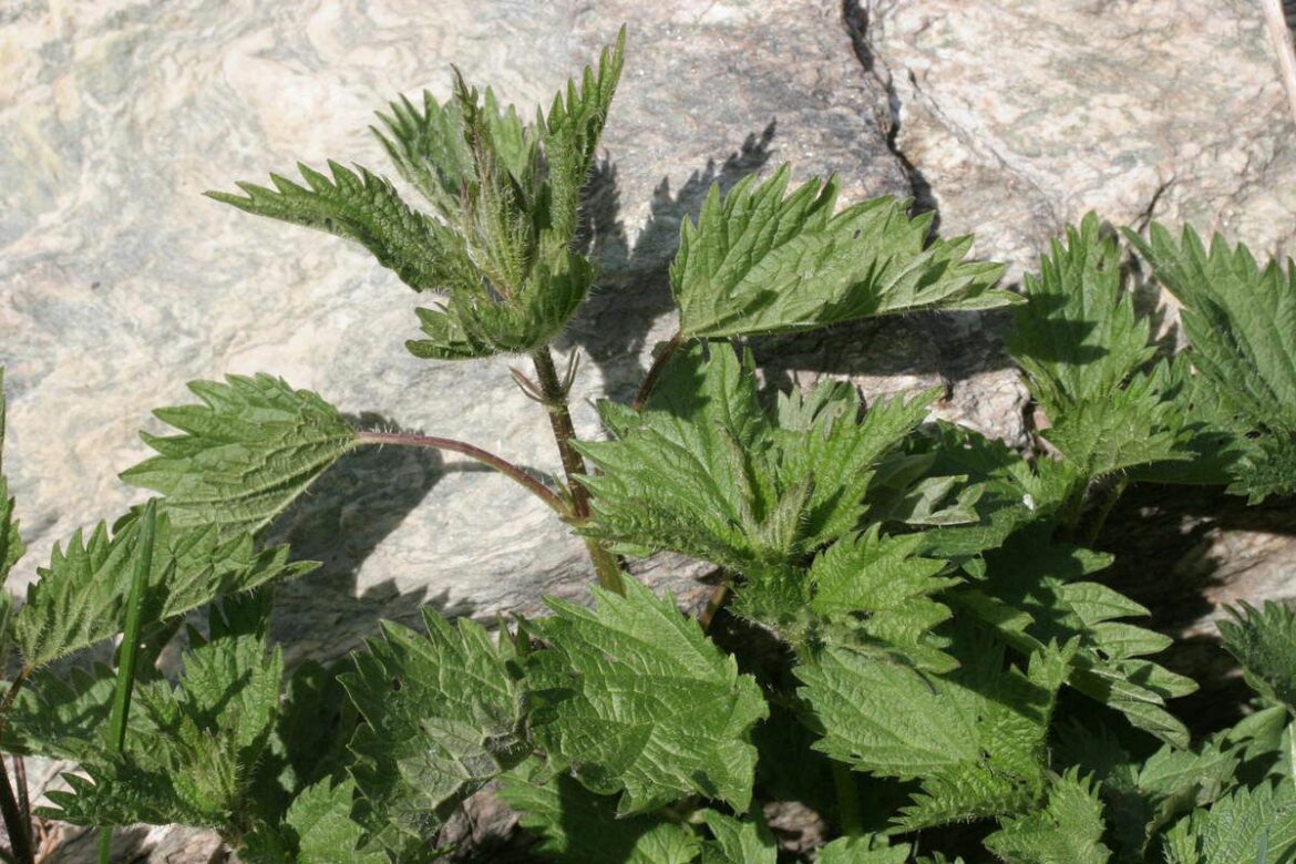 Est-ce que le purin d'ortie est bon pour les pucerons ?