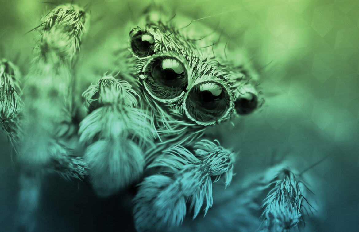 Est-ce que les araignées viennent sur nous la nuit ?