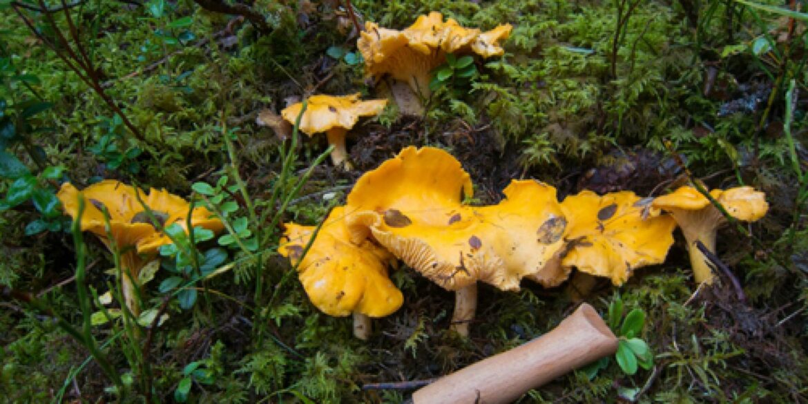 Est-ce que les champignons frais se Congelent ?