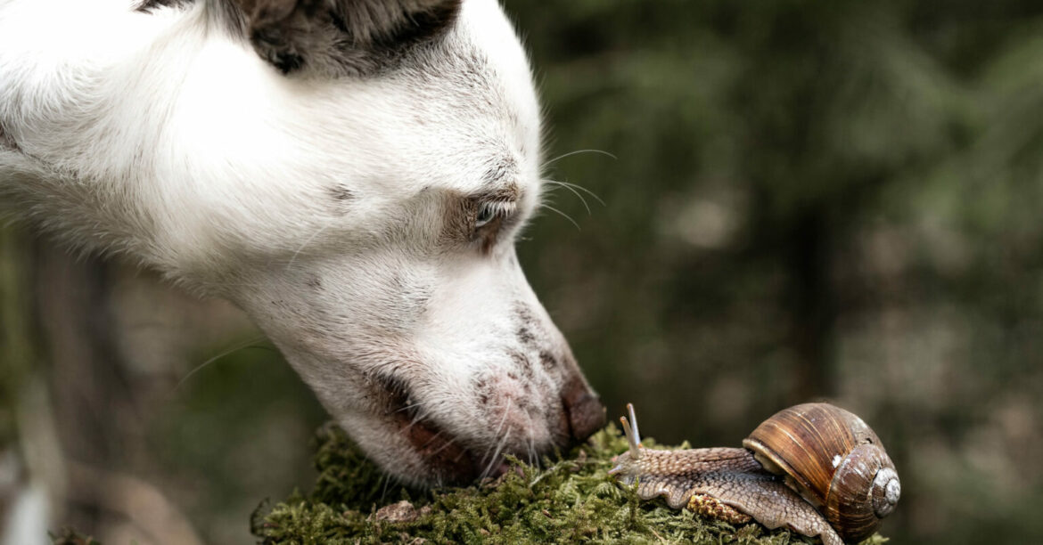 Est-ce que les chiens digèrent les os ?