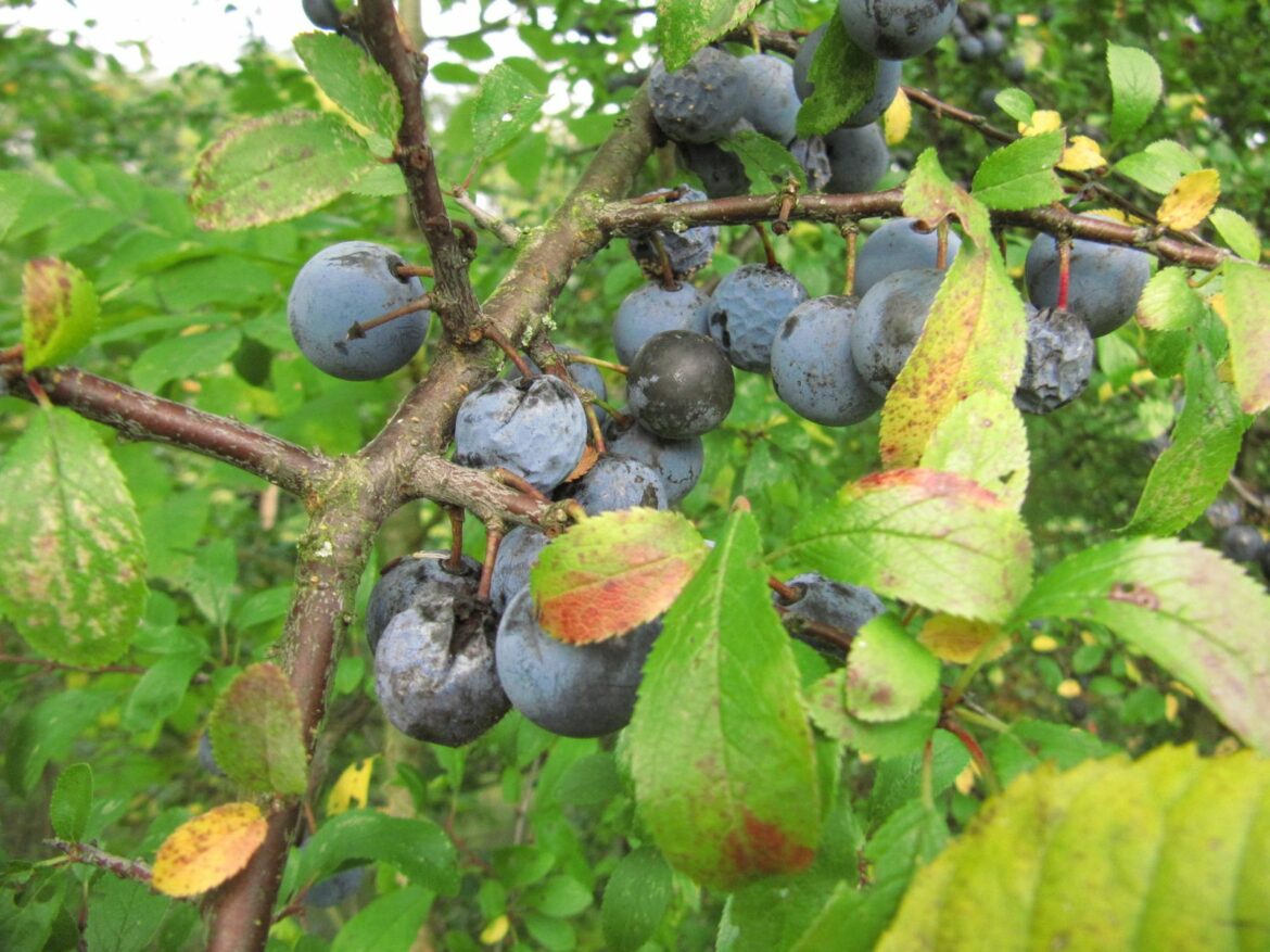 Est-ce que les fruits du prunus sont comestibles ?