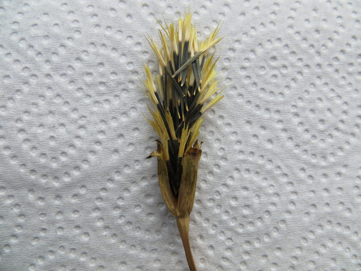 Est-ce que les œillet d'Inde repousse chaque année ?