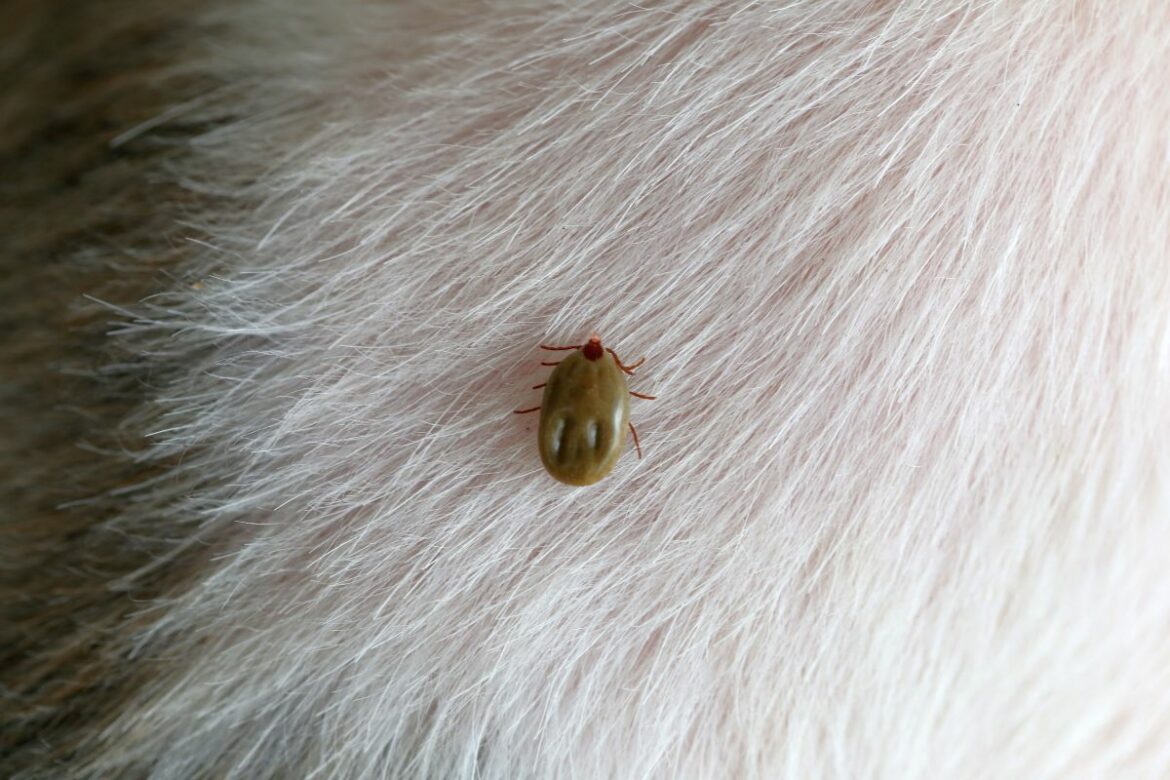 Est-ce que les puces restent sur l'homme ?