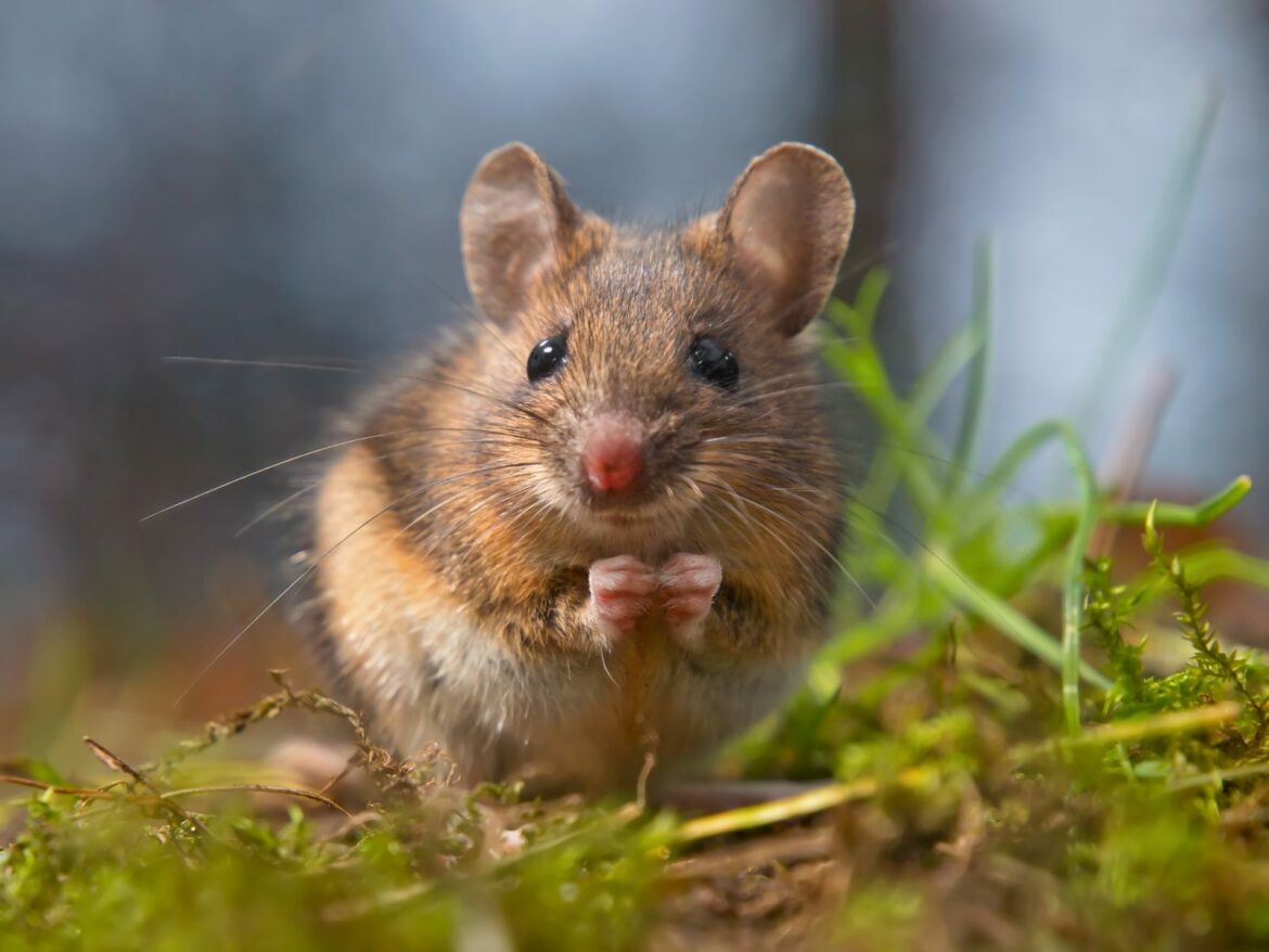 Est-ce que les souris ont peur des humains ?