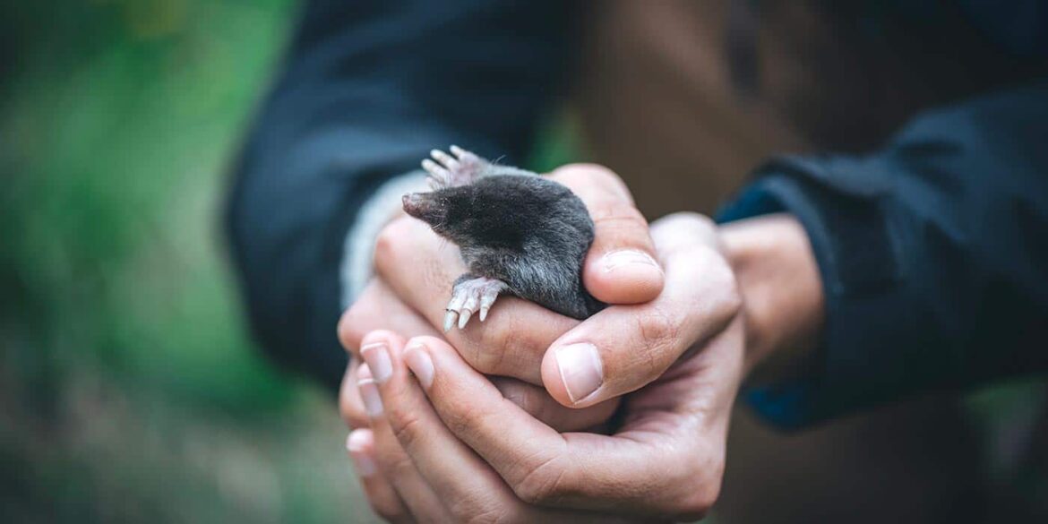 Est-ce que les taupes mangent les racines ?