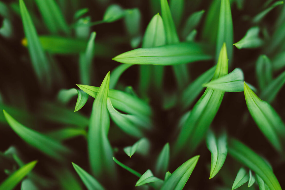 Est-ce que l'herbe est une feuille ?