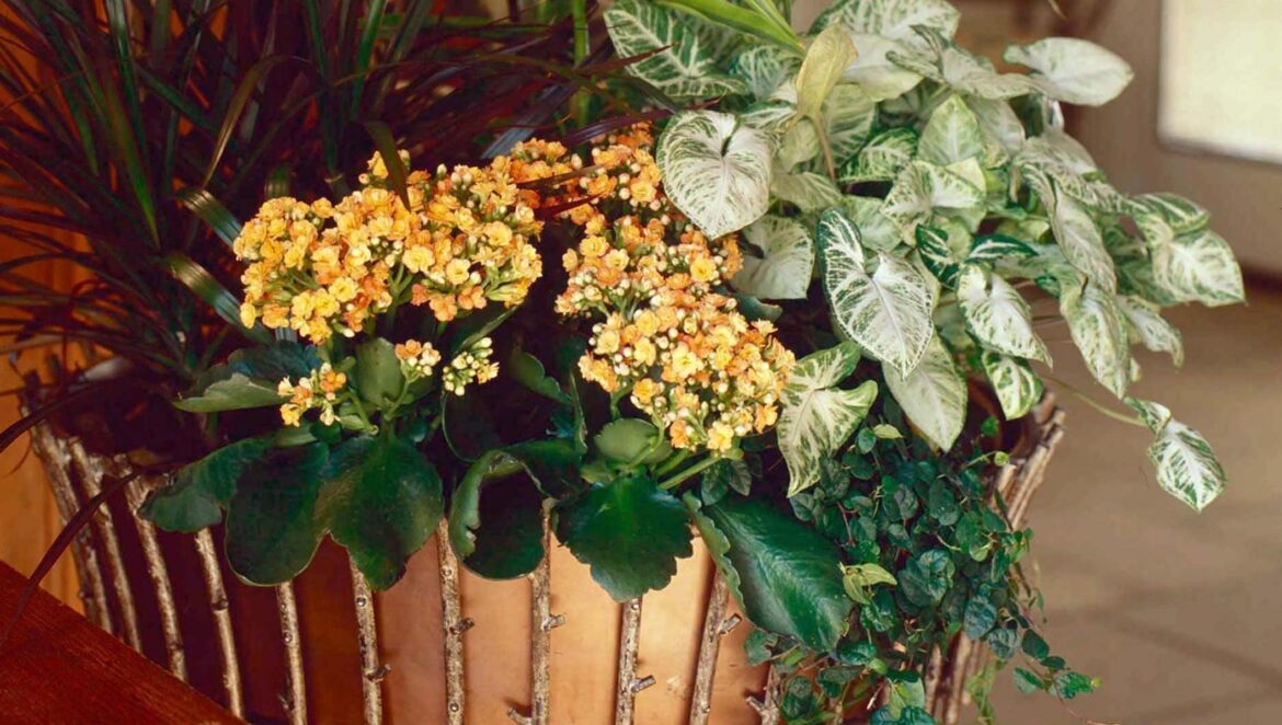 Est-ce qu'il faut couper les fleurs de la menthe ?