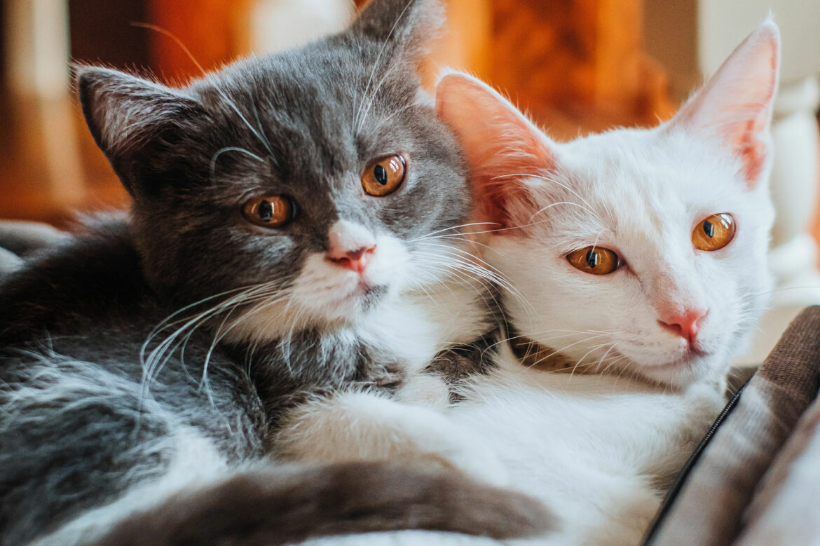 Est-ce qu'un chat peut tomber d'un balcon ?