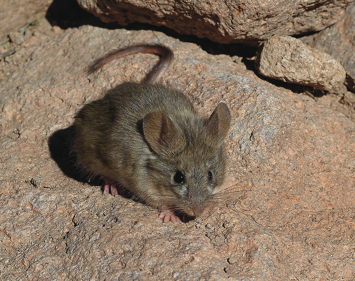 Est-ce qu'un composteur attire les souris ?