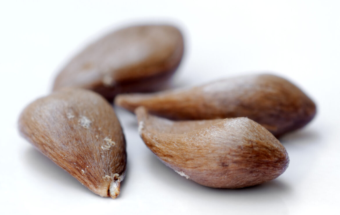 Est-il dangereux de manger des pépins de pommes ?