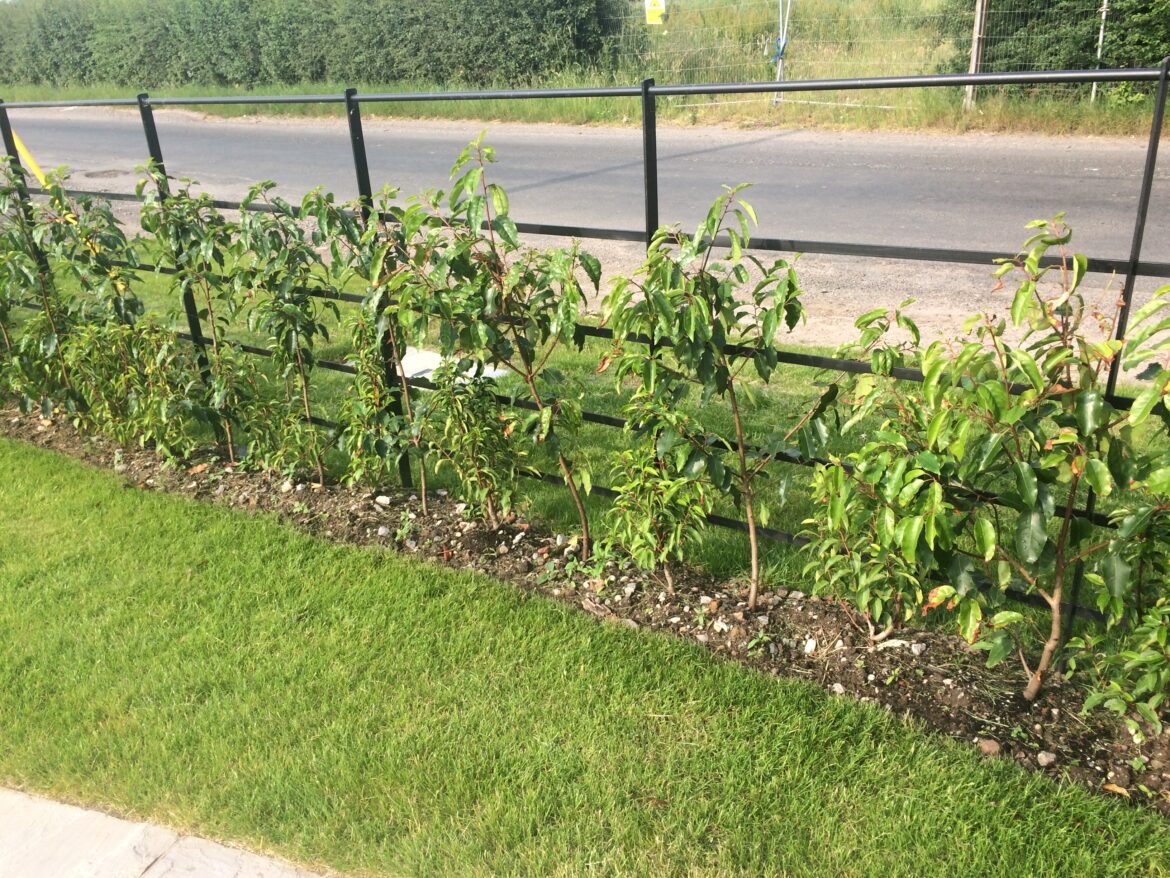 How far apart should Photinias be planted?