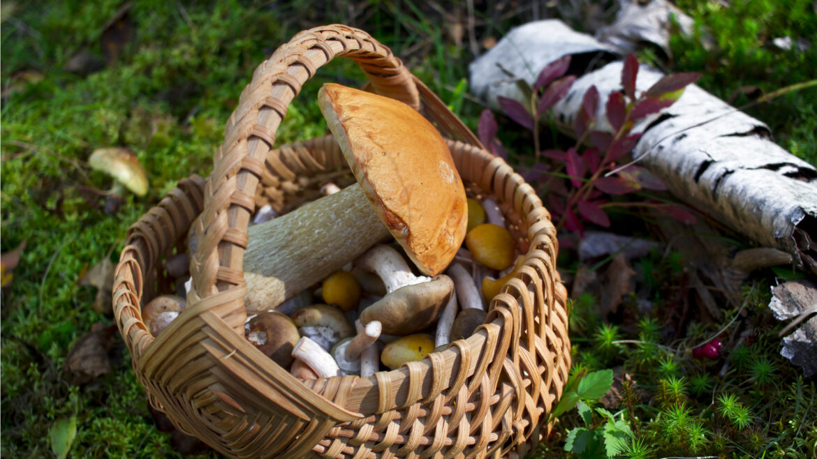 Où cueillir des mais ?