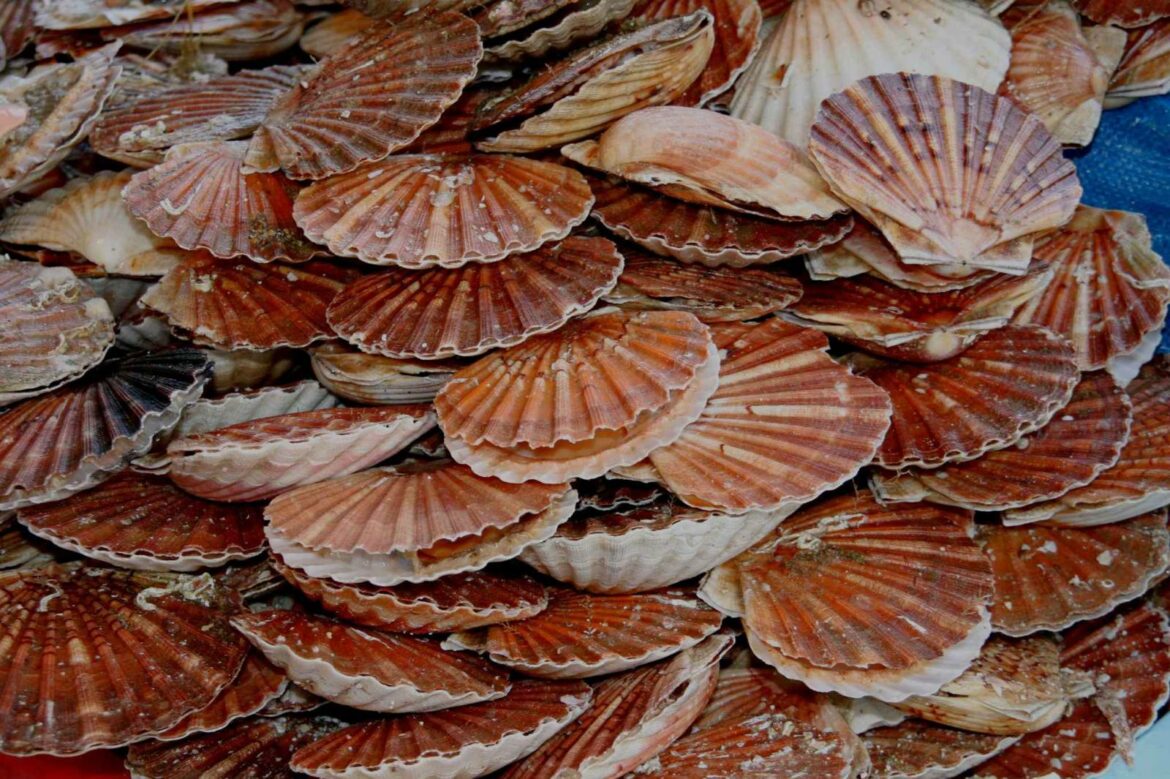 Où mettre les coquilles de noix ?