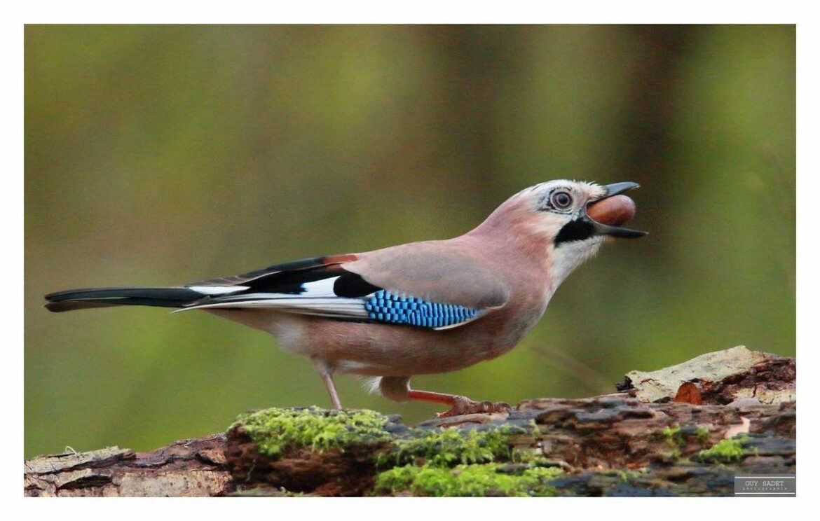 Où niche le geai des chênes ?