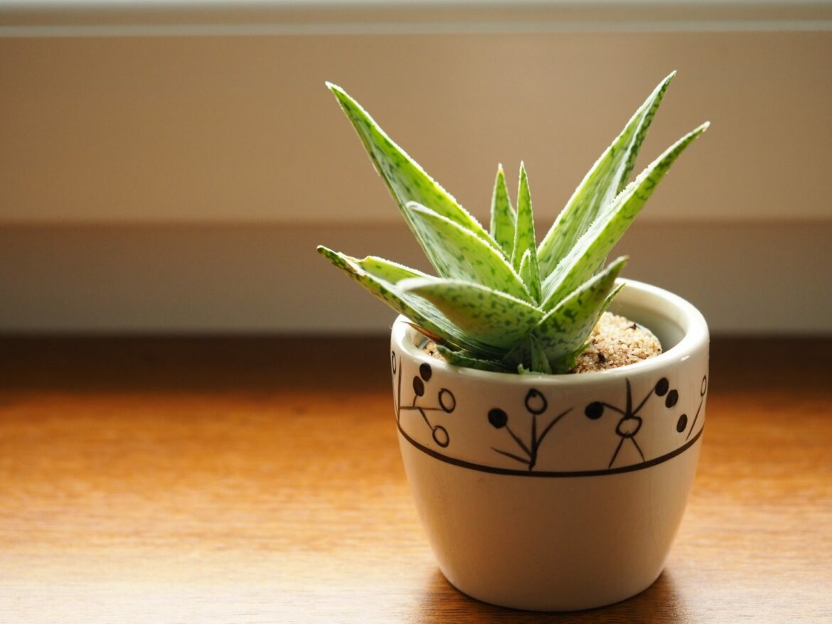 Où placer aloe vera Feng Shui ?