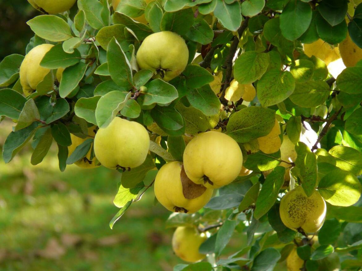 Où planter cognassier ?