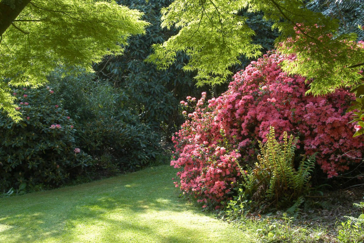 Où planter les azalées ?