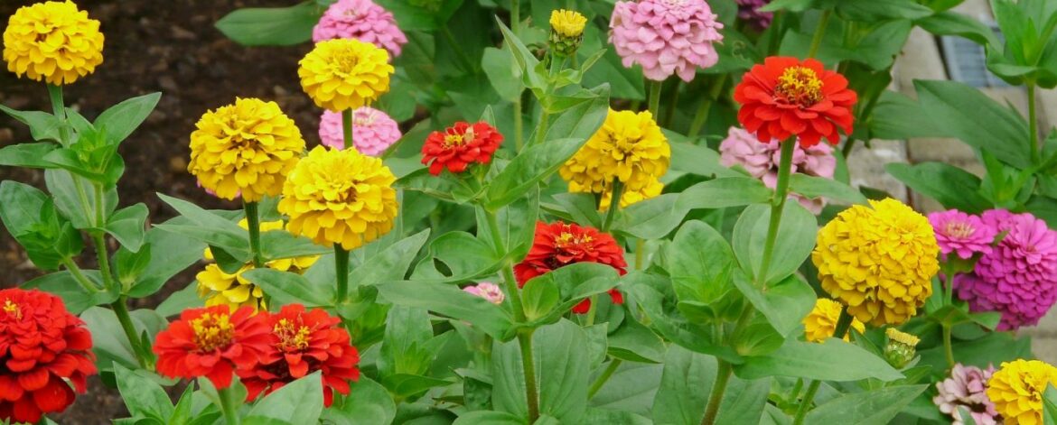 Où planter les zinnias ?