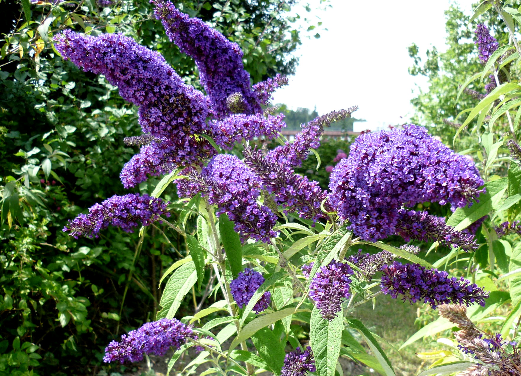 Фото будлее. Буддлея Давида Buddleja davidii. Буддлея Давида бордер Бьюти. Цветок Буддлея Давида. Канадская сирень Буддлея.