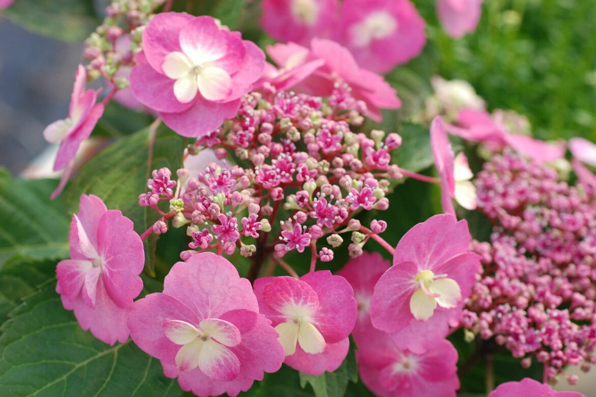 Où planter un hortensia en pleine terre ?