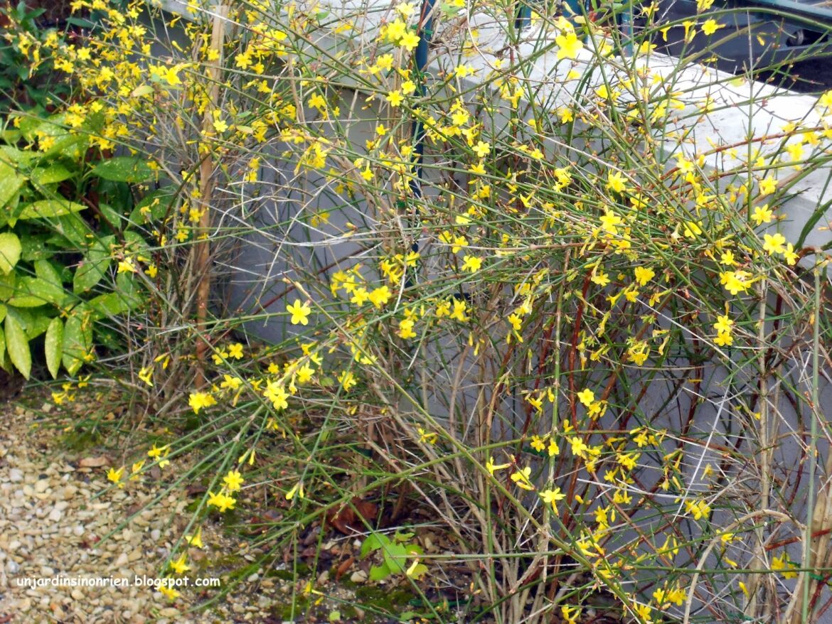 Où planter un jasmin d'hiver ?