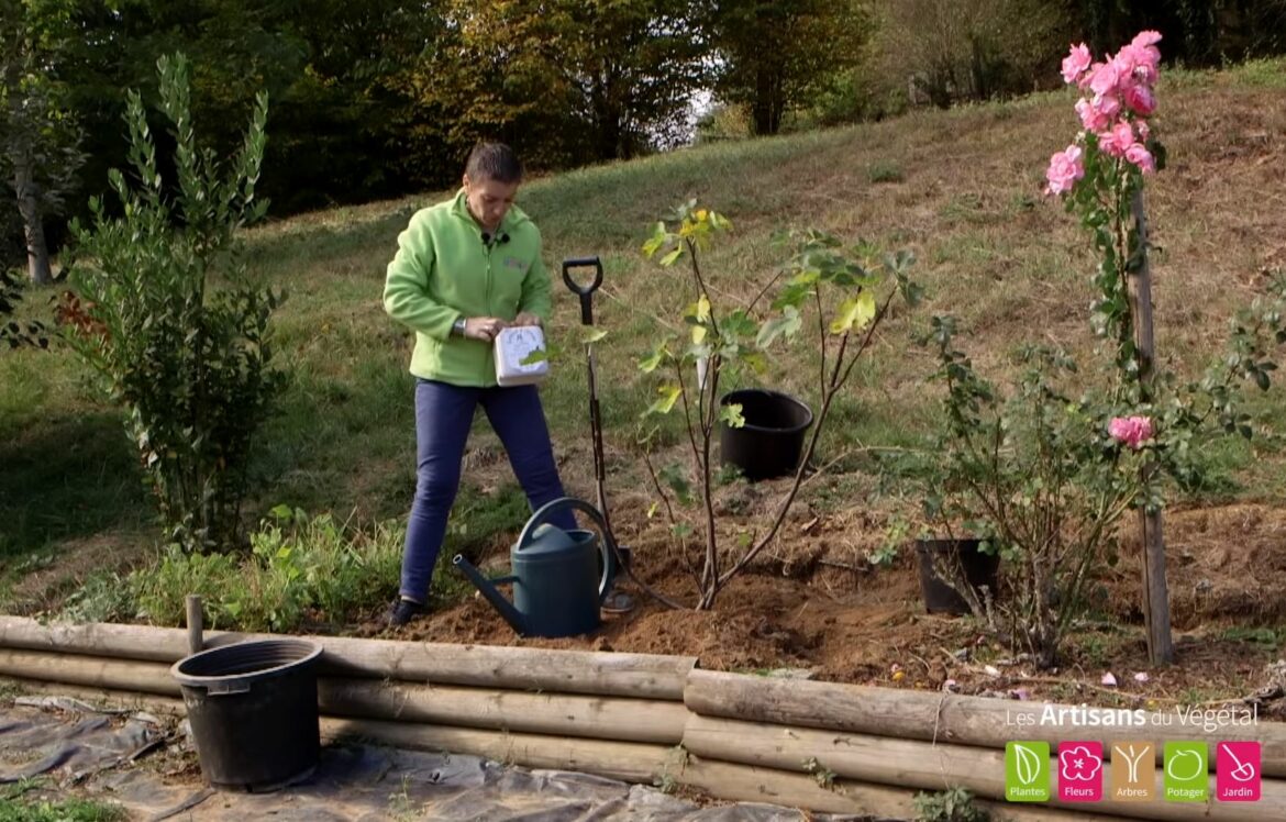 Où planter un lys dans le jardin ?