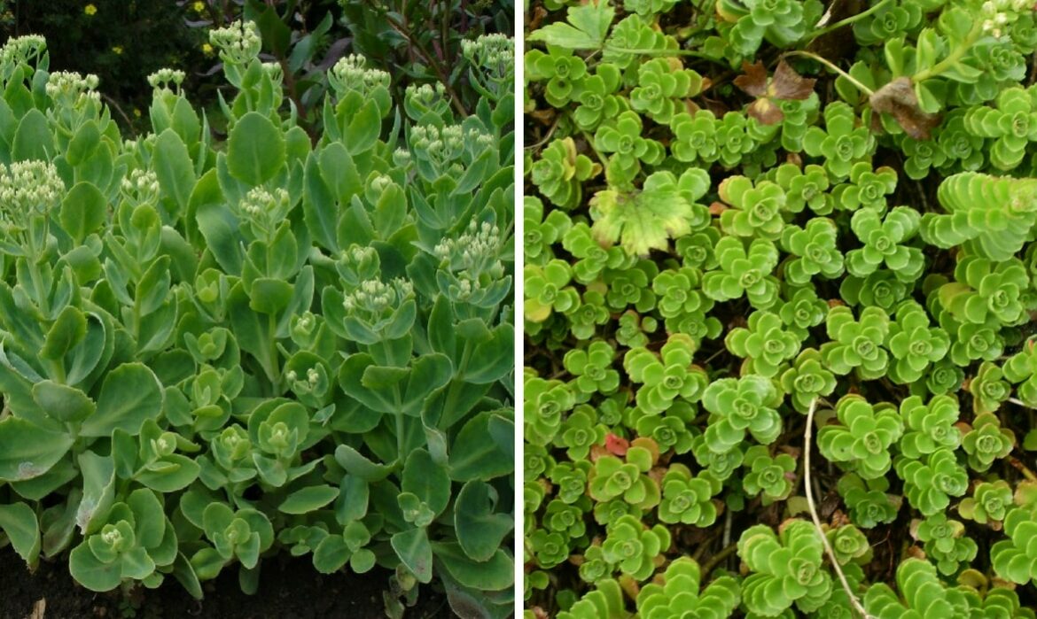 Où planter un sedum ?