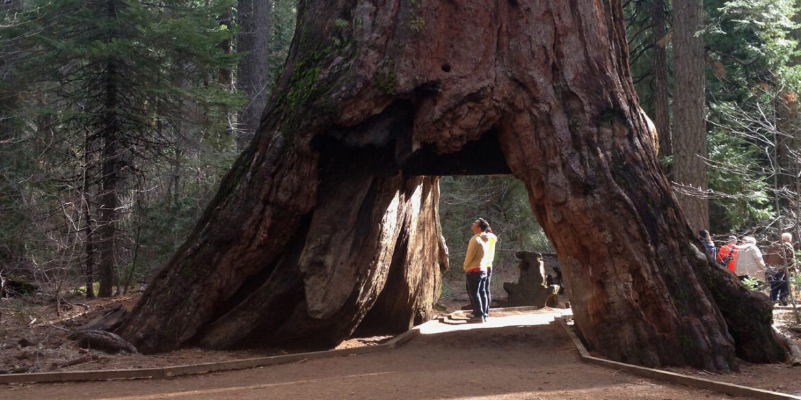 Où planter un séquoia géant ?