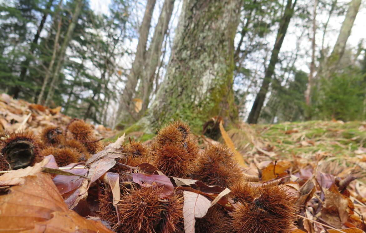 Ou ramasser des châtaignes dans le 59 ?