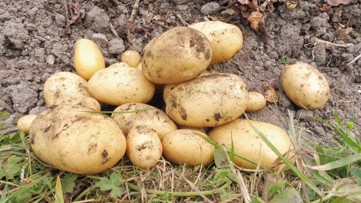 Où ranger pommes de terre ?