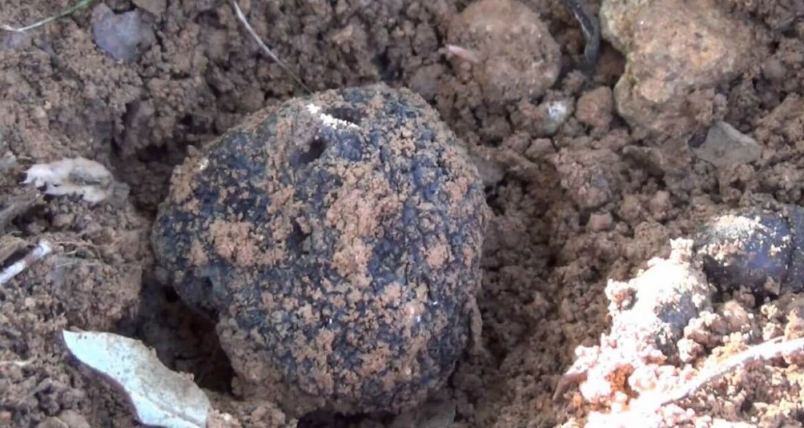 Où trouver de la terre pour orchidée ?