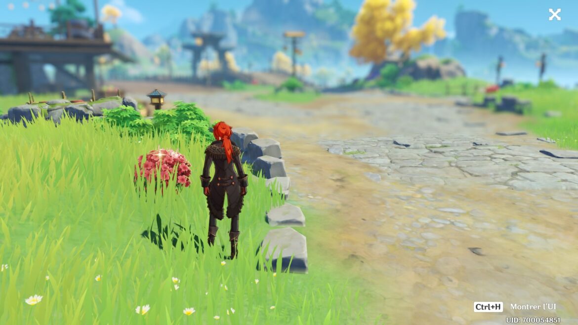 Où trouver des fleurs coucou ?