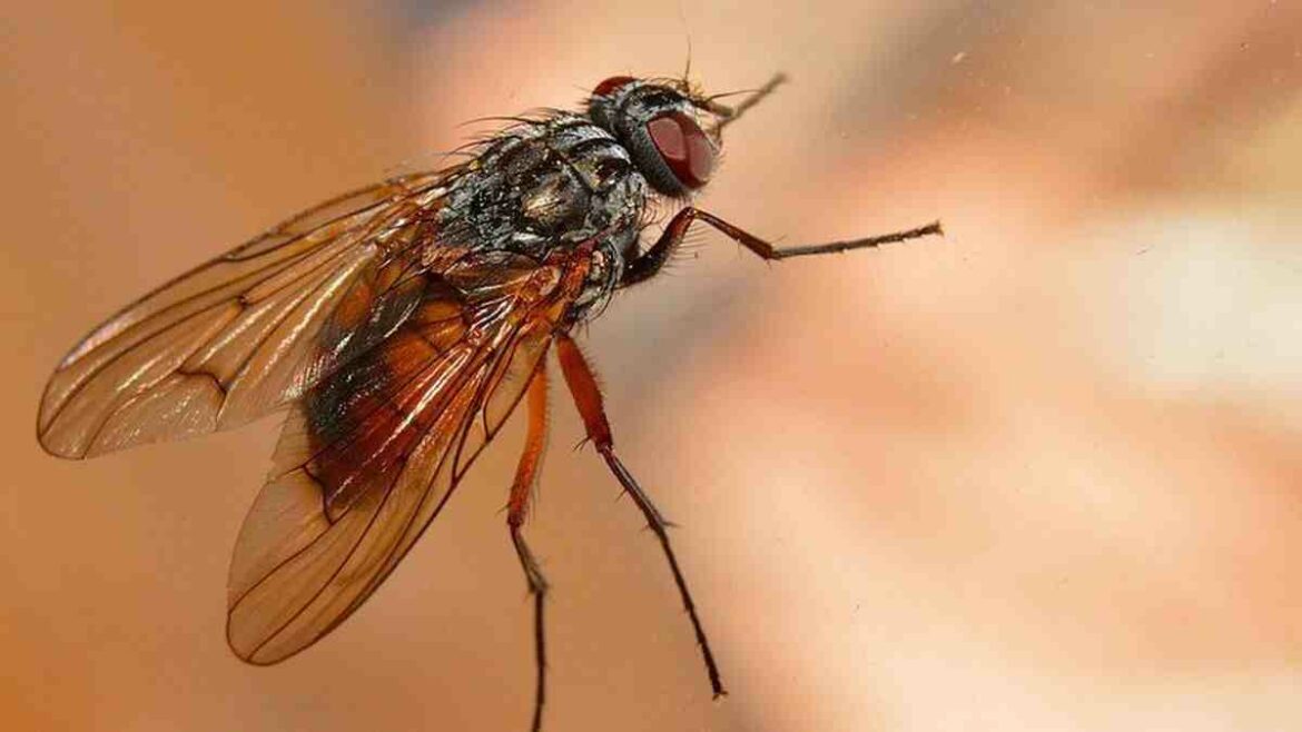 Pourquoi Ai-je des mites chez moi ?