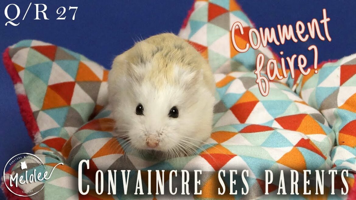 Pourquoi avoir un hamster ?
